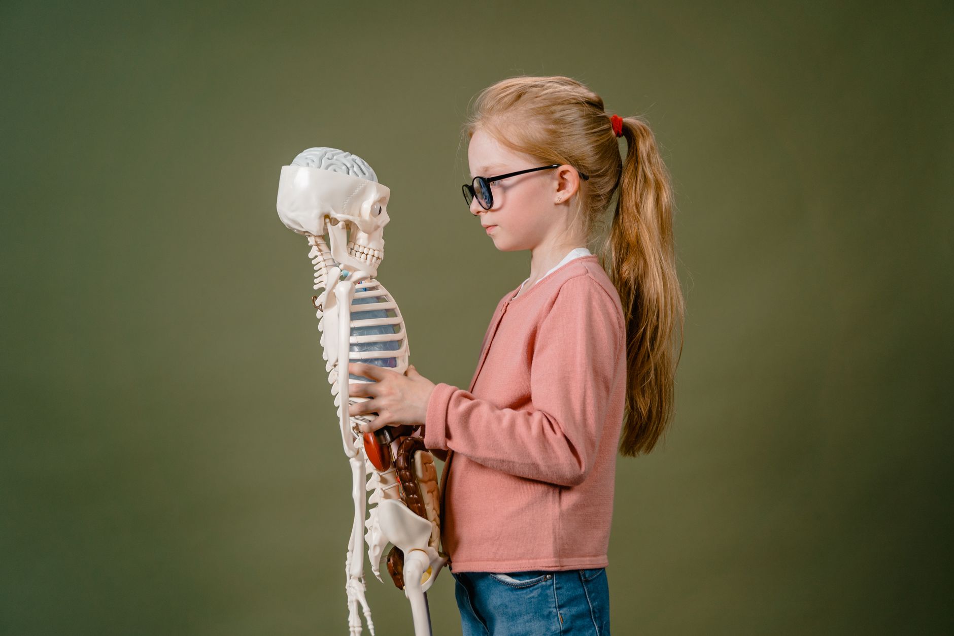 Anatomy, physiology and pathology — Young girl explores human skeleton model in a studio setting, showcasing curiosity and learning.