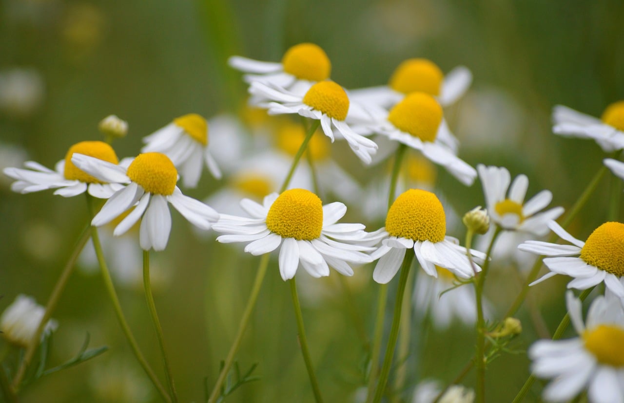 Botanical Healing; An Introduction to Herbal Medicine — Chamomile, hd wallpaper, windows wallpaper, wallpaper hd, beautiful wallpaper, beautiful flowers, 4k wallpaper 1920x1080, matricaria chamomilla, medicinal plant, cool backgrounds, flower wallpaper, nature, wildflowers, flower, laptop wallpaper, white petals, yellow centers, floral background, free wallpaper, wallpaper 4k, medicinal, herb, healing herb, desktop backgrounds, background, herbal tea, treatment, flower background, botany, herbs, mac wallpaper, 4k wallpaper, full hd wallpaper, free background, natural healing, harmony, green, fresh air
